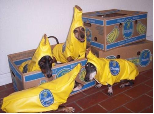 Banana Dogs