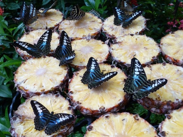 P1010620 Flutterbyes